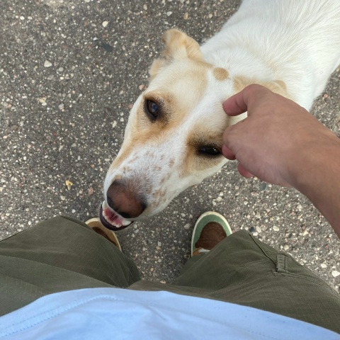 Влад Астасевич